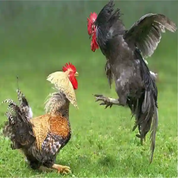 Tips Cerdas Memilih Situs Sabung Ayam Online yang Aman